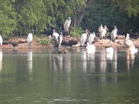 Wood storks, Pelicans, black vultures, cormorants